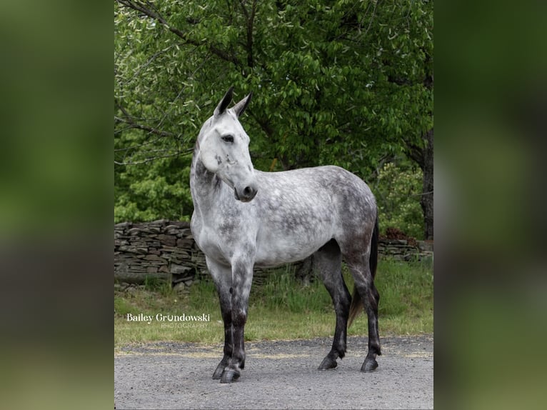 American Quarter Horse Castrone 10 Anni 150 cm Grigio pezzato in Everett PA