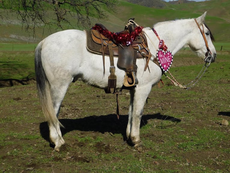 American Quarter Horse Castrone 10 Anni 150 cm Grigio pezzato in Hollister CA