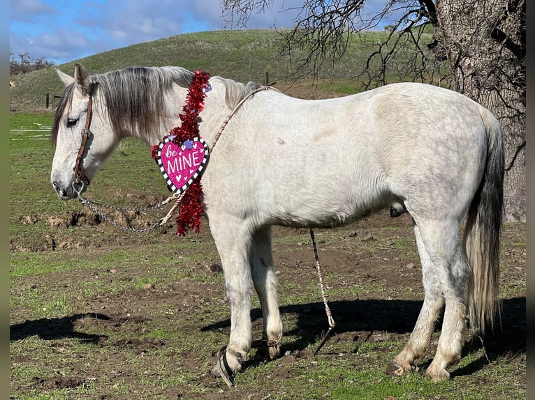 American Quarter Horse Castrone 10 Anni 150 cm Grigio pezzato in Hollister CA