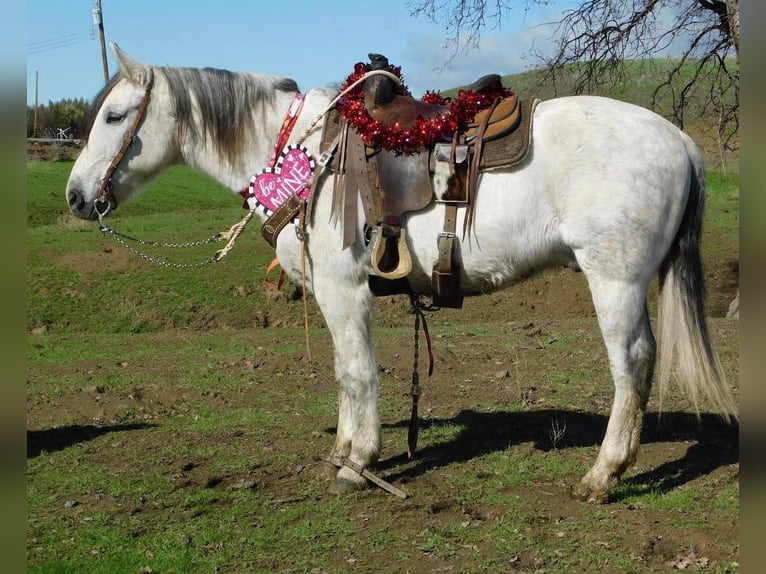 American Quarter Horse Castrone 10 Anni 150 cm Grigio pezzato in Hollister CA