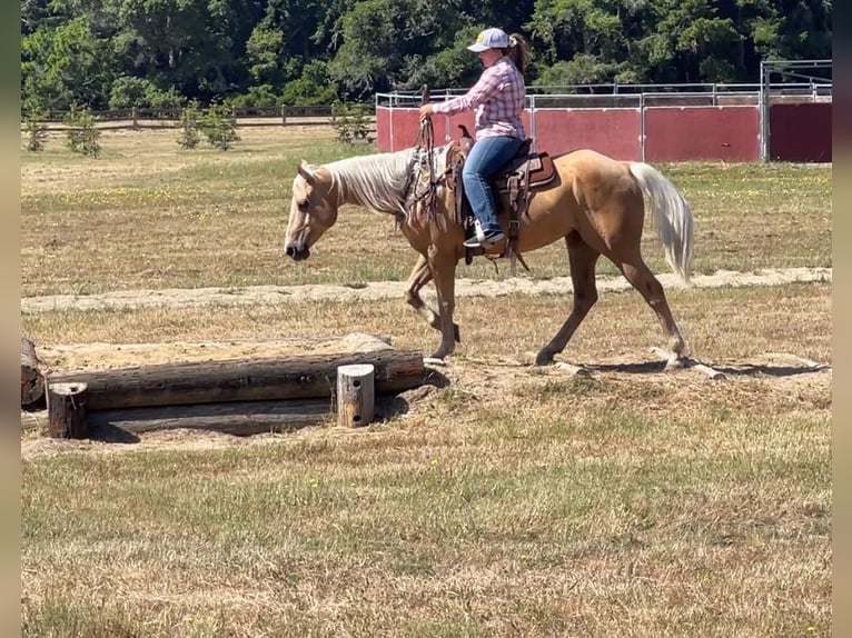 American Quarter Horse Castrone 10 Anni 150 cm Palomino in Bitterwater CA