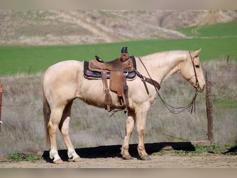 American Quarter Horse Castrone 10 Anni 150 cm Palomino in Bitterwater CA