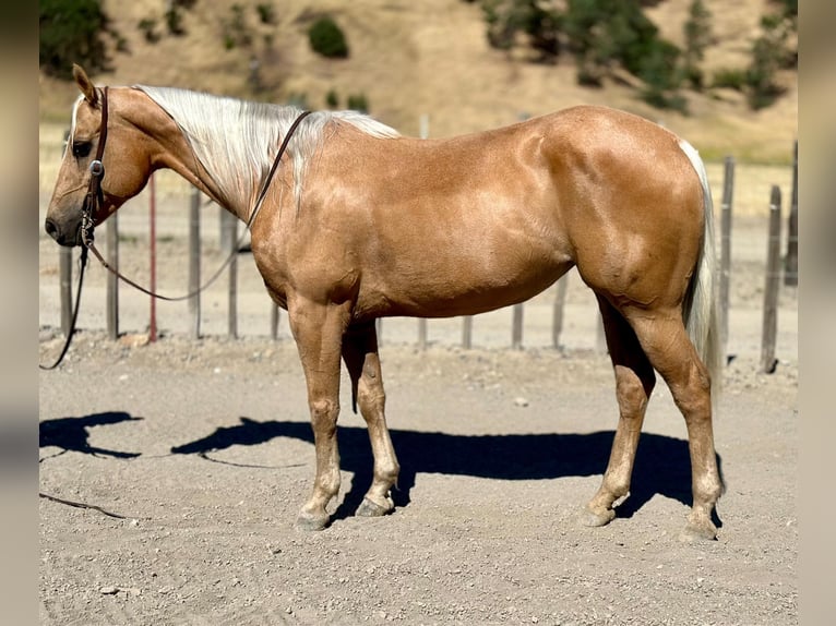 American Quarter Horse Castrone 10 Anni 150 cm Palomino in Bitterwater CA