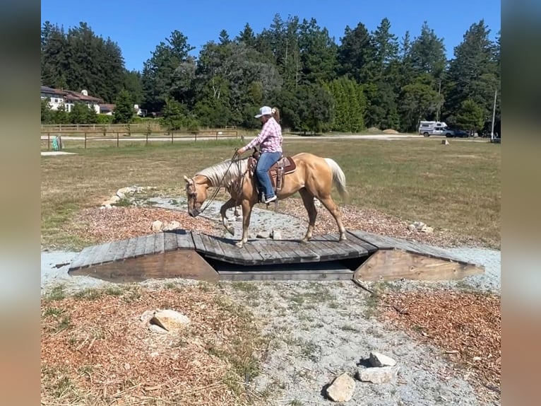 American Quarter Horse Castrone 10 Anni 150 cm Palomino in Bitterwater CA