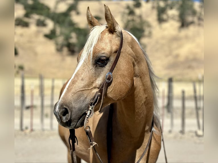 American Quarter Horse Castrone 10 Anni 150 cm Palomino in Bitterwater CA