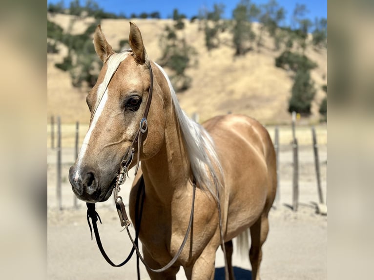 American Quarter Horse Castrone 10 Anni 150 cm Palomino in Bitterwater CA
