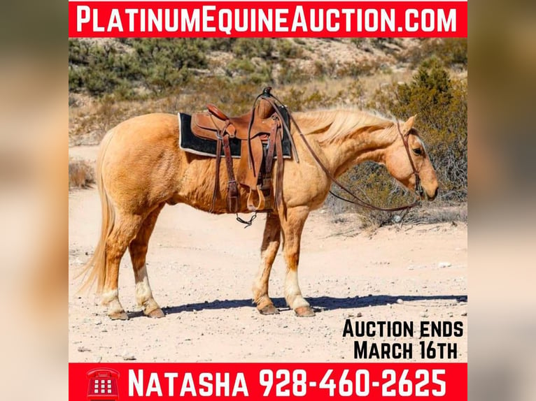 American Quarter Horse Castrone 10 Anni 150 cm Palomino in Camp Verde TX