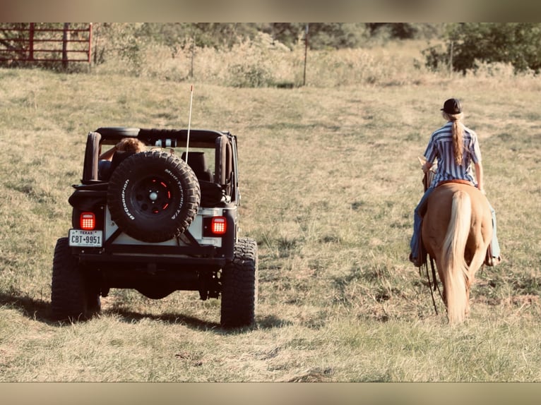 American Quarter Horse Castrone 10 Anni 150 cm Palomino in Carthage, TX