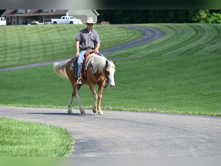 American Quarter Horse Castrone 10 Anni 150 cm Palomino in Jackson OH