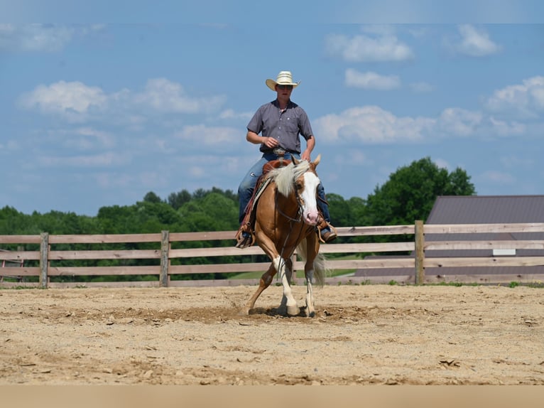 American Quarter Horse Castrone 10 Anni 150 cm Palomino in Jackson OH