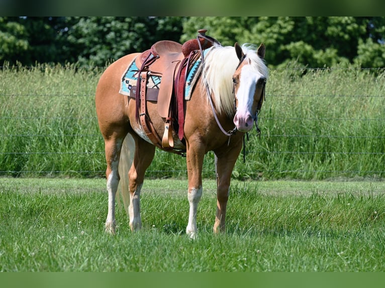 American Quarter Horse Castrone 10 Anni 150 cm Palomino in Jackson OH