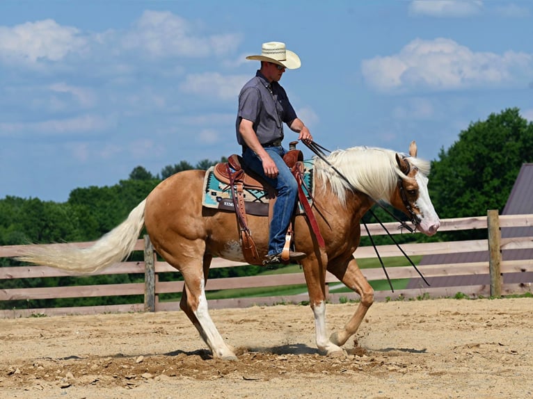 American Quarter Horse Castrone 10 Anni 150 cm Palomino in Jackson OH