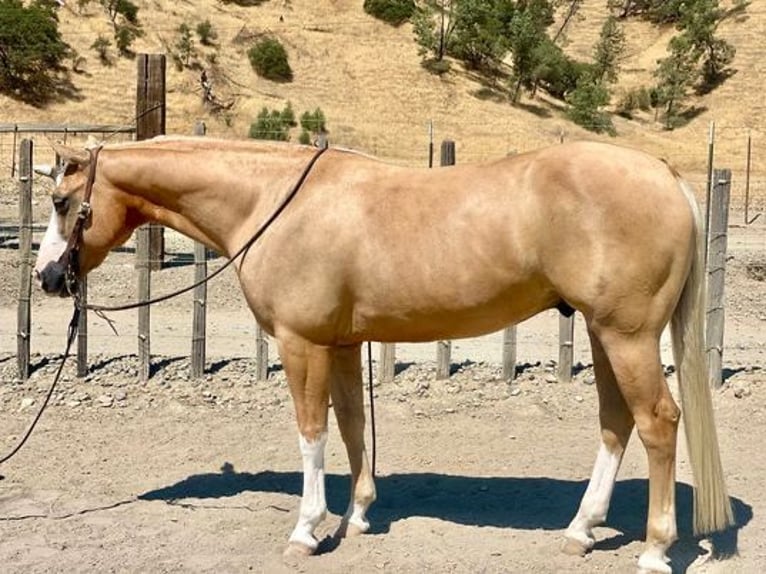 American Quarter Horse Castrone 10 Anni 150 cm Palomino in Paicines CA