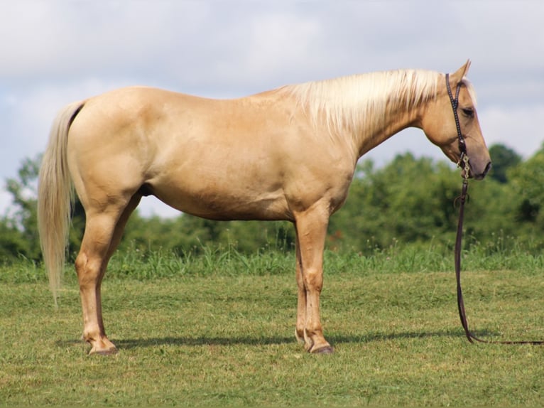 American Quarter Horse Castrone 10 Anni 150 cm Palomino in Brodhead KY