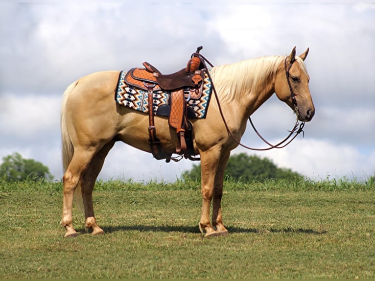 American Quarter Horse Castrone 10 Anni 150 cm Palomino in Brodhead KY