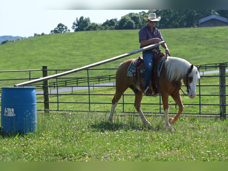 American Quarter Horse Castrone 10 Anni 150 cm Palomino in Jackson OH