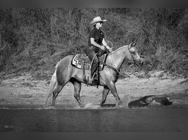 American Quarter Horse Castrone 10 Anni 150 cm Palomino in Addison