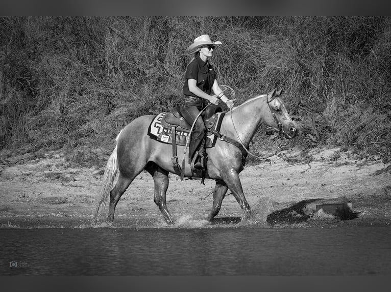 American Quarter Horse Castrone 10 Anni 150 cm Palomino in Addison