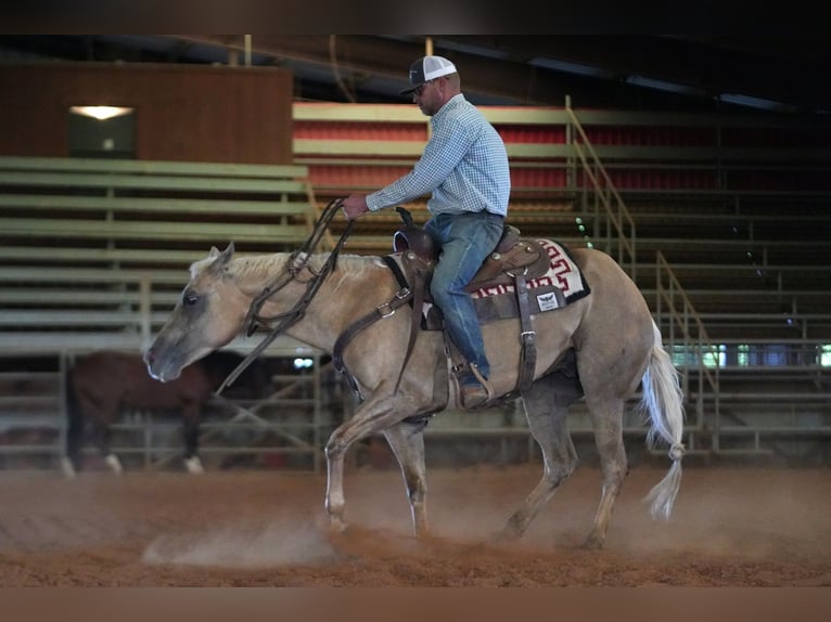 American Quarter Horse Castrone 10 Anni 150 cm Palomino in Addison