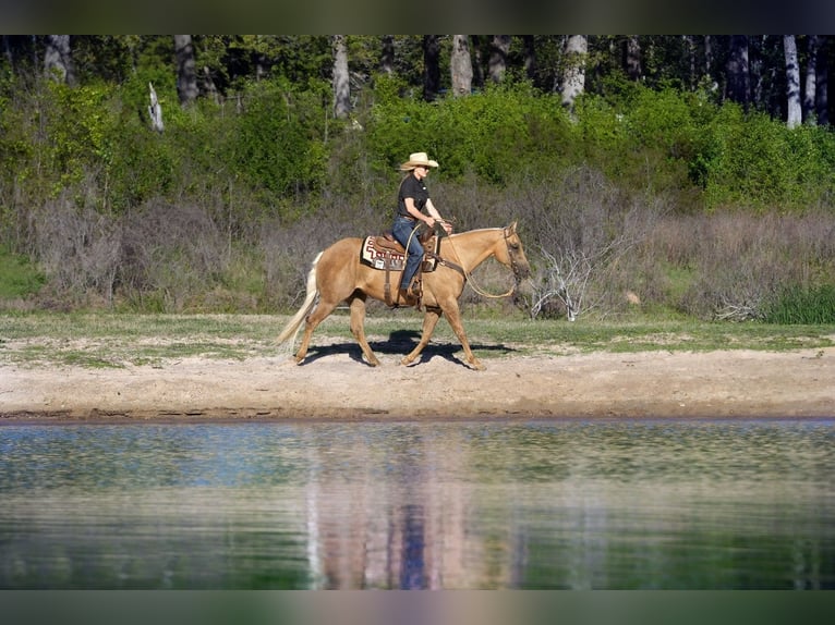 American Quarter Horse Castrone 10 Anni 150 cm Palomino in Addison