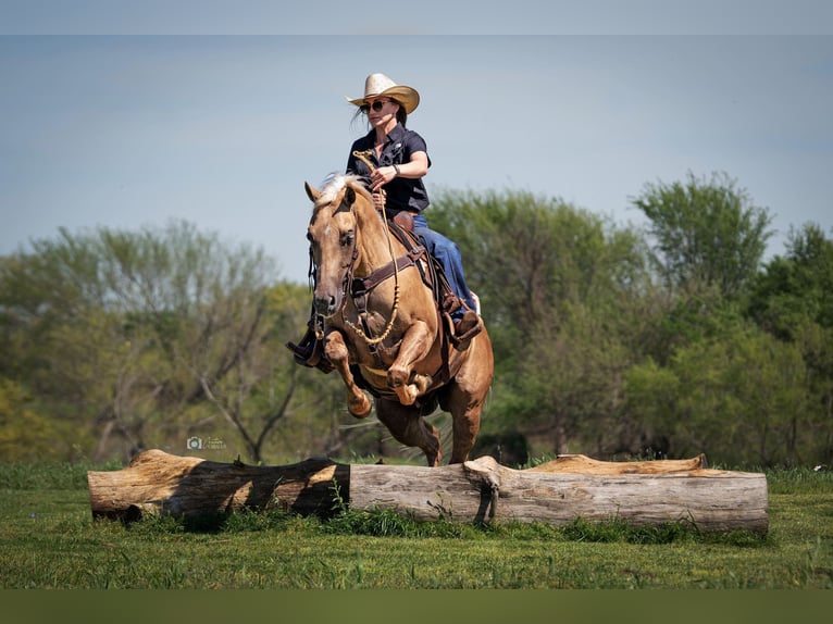 American Quarter Horse Castrone 10 Anni 150 cm Palomino in Addison