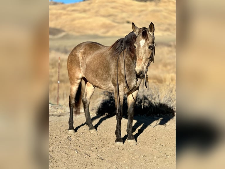 American Quarter Horse Castrone 10 Anni 150 cm Pelle di daino in Bitterwater CA