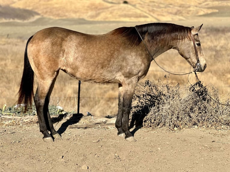 American Quarter Horse Castrone 10 Anni 150 cm Pelle di daino in Bitterwater CA