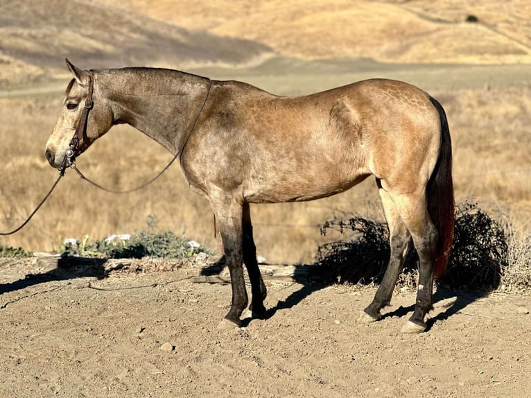 American Quarter Horse Castrone 10 Anni 150 cm Pelle di daino in Bitterwater CA