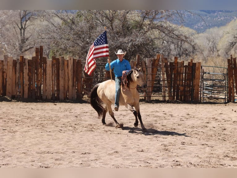 American Quarter Horse Castrone 10 Anni 150 cm Pelle di daino in Camp Verde AZ