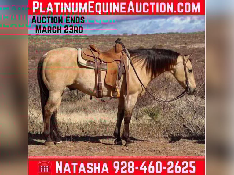 American Quarter Horse Castrone 10 Anni 150 cm Pelle di daino in Camp Verde AZ