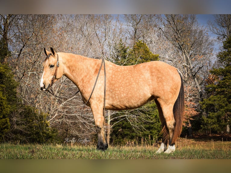 American Quarter Horse Castrone 10 Anni 150 cm Pelle di daino in Greenville Ky