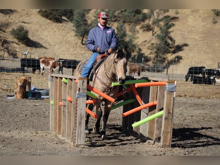 American Quarter Horse Castrone 10 Anni 150 cm Pelle di daino in Paicines CA