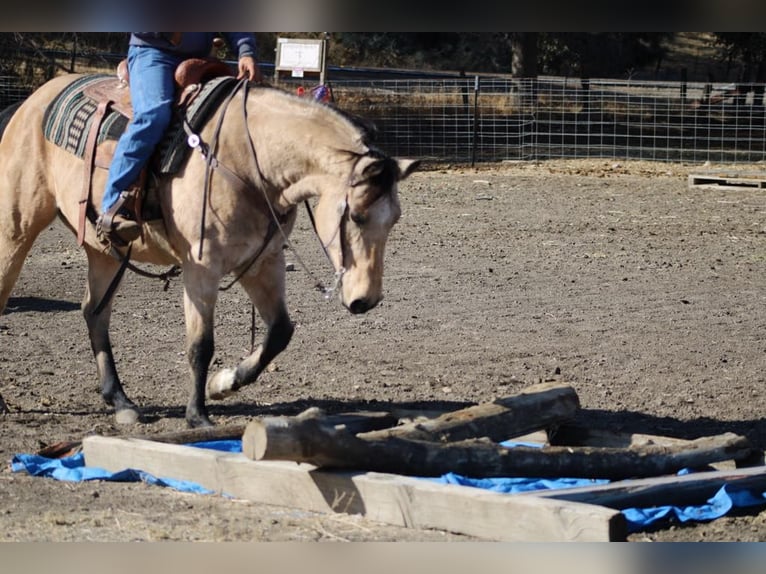 American Quarter Horse Castrone 10 Anni 150 cm Pelle di daino in Paicines CA