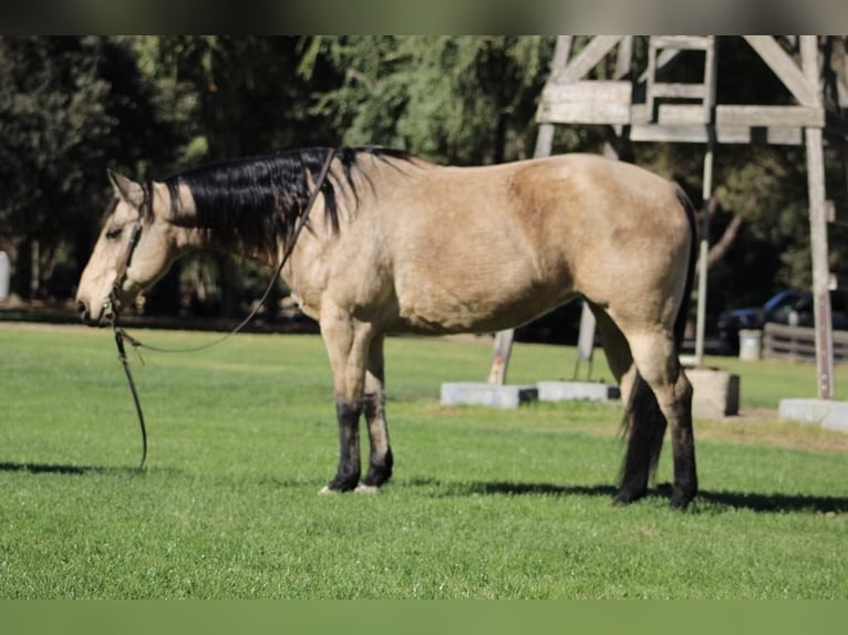 American Quarter Horse Castrone 10 Anni 150 cm Pelle di daino in Paicines CA