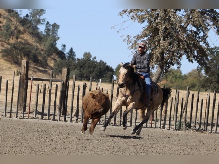 American Quarter Horse Castrone 10 Anni 150 cm Pelle di daino in Paicines CA