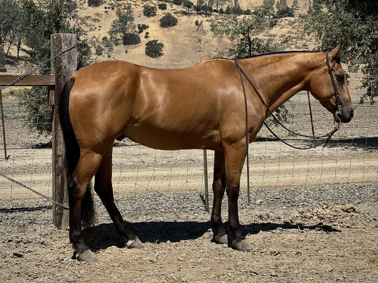 American Quarter Horse Castrone 10 Anni 150 cm Pelle di daino in Paso Robles, CA