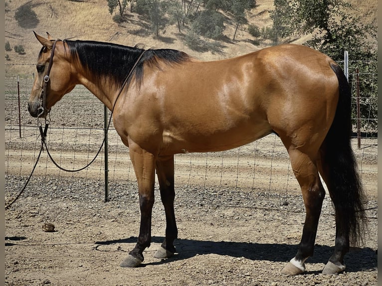 American Quarter Horse Castrone 10 Anni 150 cm Pelle di daino in Paso Robles, CA