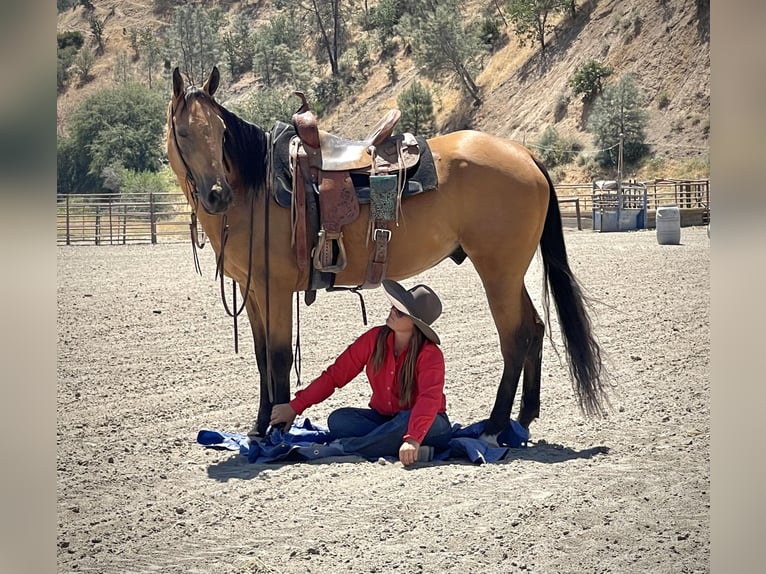 American Quarter Horse Castrone 10 Anni 150 cm Pelle di daino in Paso Robles, CA