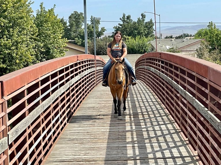 American Quarter Horse Castrone 10 Anni 150 cm Pelle di daino in Paso Robles, CA