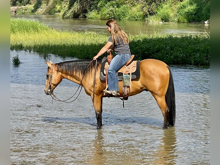 American Quarter Horse Castrone 10 Anni 150 cm Pelle di daino in Paso Robles, CA