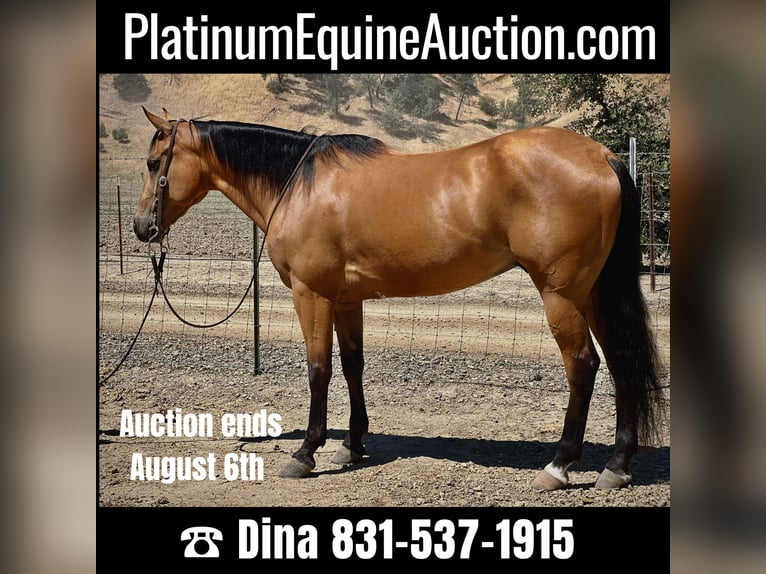 American Quarter Horse Castrone 10 Anni 150 cm Pelle di daino in Paso Robles, CA