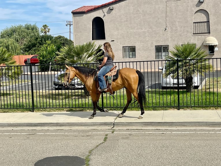 American Quarter Horse Castrone 10 Anni 150 cm Pelle di daino in Paso Robles, CA