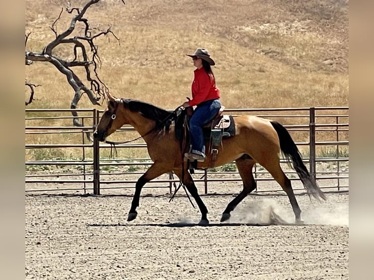 American Quarter Horse Castrone 10 Anni 150 cm Pelle di daino in Paso Robles, CA