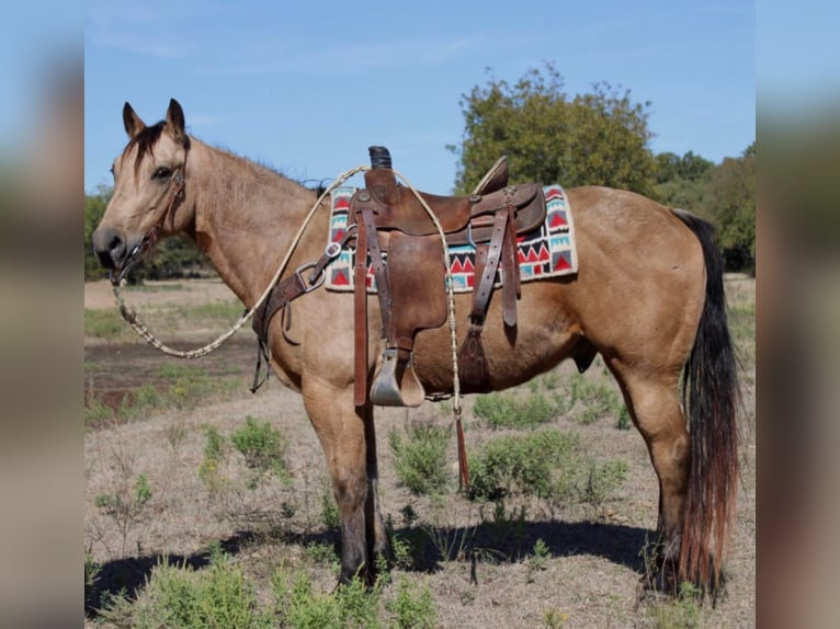 American Quarter Horse Castrone 10 Anni 150 cm Pelle di daino in Pilot Point TX