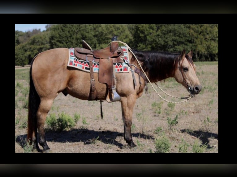 American Quarter Horse Castrone 10 Anni 150 cm Pelle di daino in Pilot Point TX