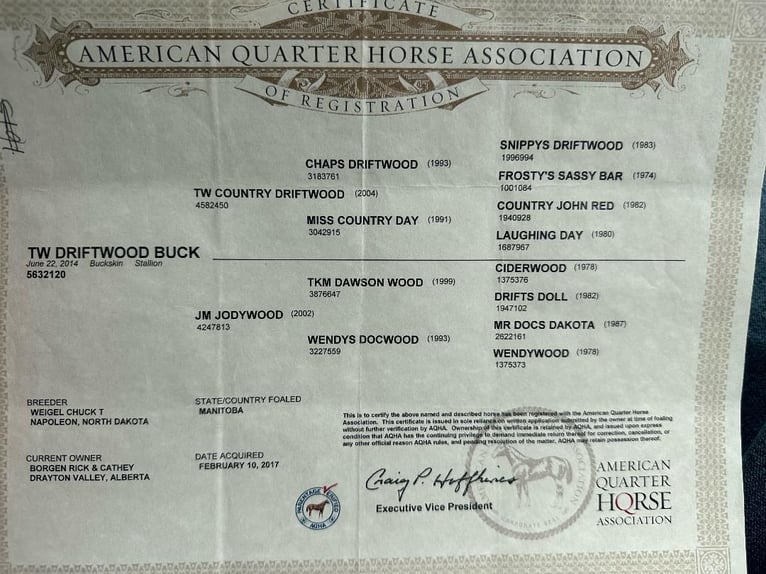 American Quarter Horse Castrone 10 Anni 150 cm Pelle di daino in Somerset KY