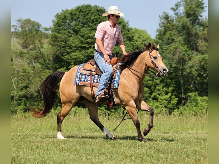 American Quarter Horse Castrone 10 Anni 150 cm Pelle di daino in Somerset Ky