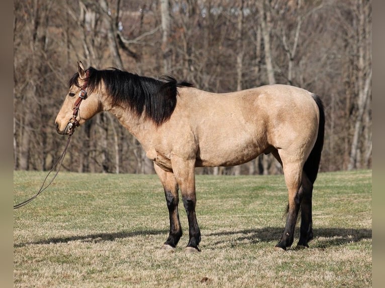 American Quarter Horse Castrone 10 Anni 150 cm Pelle di daino in Somerset KY