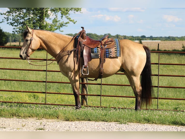 American Quarter Horse Castrone 10 Anni 150 cm Pelle di daino in Sonora KY