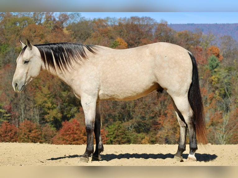 American Quarter Horse Castrone 10 Anni 150 cm Pelle di daino in Beaver Springs